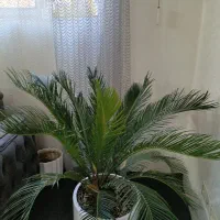 گل سیکاس