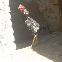 خروس لاری