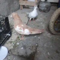 کفتر|پرنده|خرمشهر, |دیوار