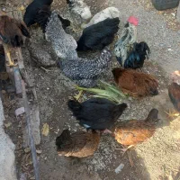 تعدادی مرغ و خروس فروشی