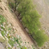 زمین-باپروانه-گلخانه