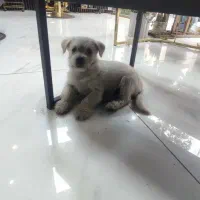 سگ.