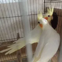 طوطی عروس هلندی