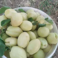 زردآلو شاهرودی
