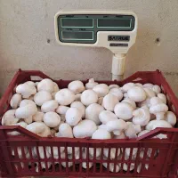 قارچ فله درجه یک ارگانیک عمده و جزئی