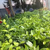 یاس هلندی