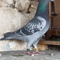 ۳۵ پلاکی مسابقات.بهبهان