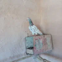 هفت رنگ نر