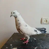 کفتر|پرنده|ماهدشت, |دیوار
