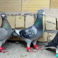 کفتر بوم صید قلدر