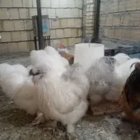 مرغ و خروس ابریشمی