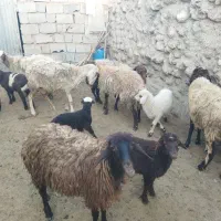 س جفت میش جوان