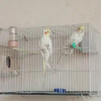 جفت کارداده عروس هلندی لوتینو زعفرانی