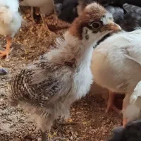 جوجه مرغ محلی اصل