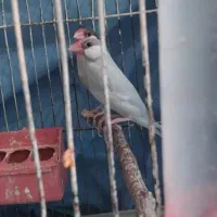 یه جفت فنج نرگسی