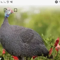 خروس زینتی ۱۸۰۰۰۰۰ ومرغ شاخدار نر ۱۴۰۰۰۰۰