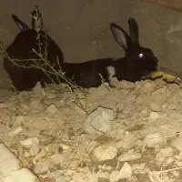خرگوش