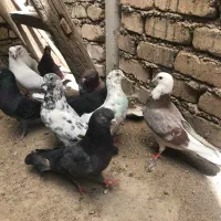 کفتر پرشی