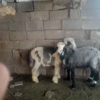 فروش ۲زاس بره نر چاق