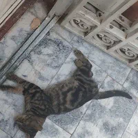 گربه