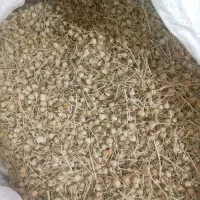 اسفند دونه درشت شهرستان
