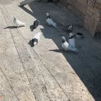 هفت عددپرنده