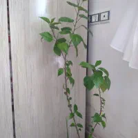 گل طبیعی|گل و گیاه طبیعی|بانه, |دیوار
