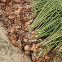 پاجوش نخل سعمران