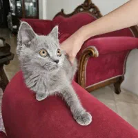 بچه گربه بریتیش بلو