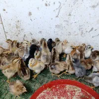 جوجه زیر مرغی بمی اصل