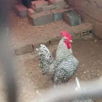 خروس امروک ۹ ماهه