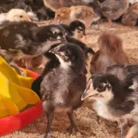جوجه بلک استار سالم / فروش مستقیم