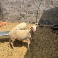 لاکن اصل از مادر پر شیر