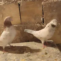 رویداد ورزشی