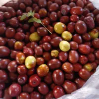 عناب تازه شیرین بیرجند
