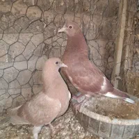کفترکبوتر