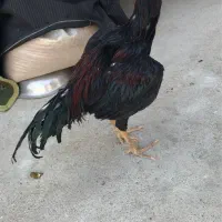 جوجه لاری