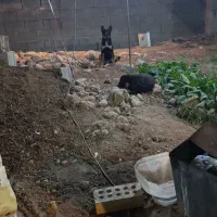 سگ هاسکی|سگ|دزفول, |دیوار