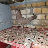 دهلران دشت عباس