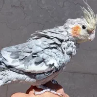 کفتر|پرنده|بروجرد, |دیوار