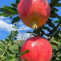 انار شیرین دانه سرخ