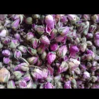 برگ گل محمدی و غنچه