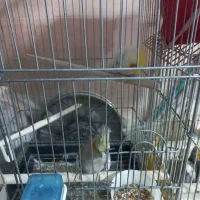 عروس هلندی