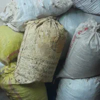 کبوتر|پرنده|قم, شهرک طالقانی|دیوار