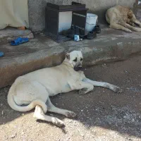 گمشده