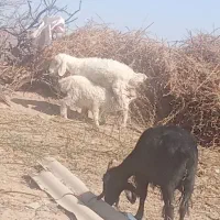 تقلی زاییده بره ماده