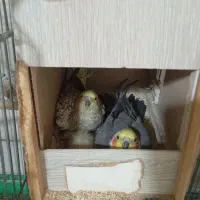 عروس هلندی مولد