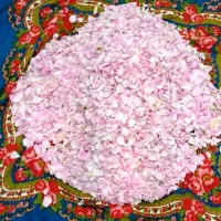 گل محمدی|گل و گیاه طبیعی|دورود, |دیوار