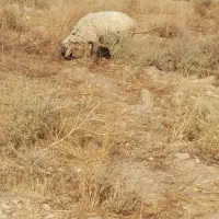 دوتا میش چاق کشتی