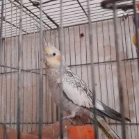 عروس هلندی